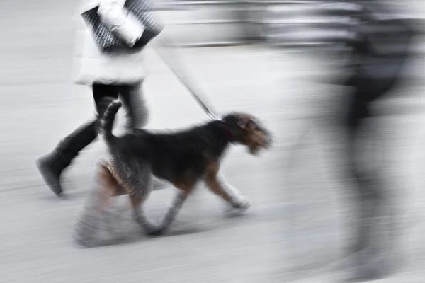Sokakta köpek yürüyüş — Stok fotoğraf