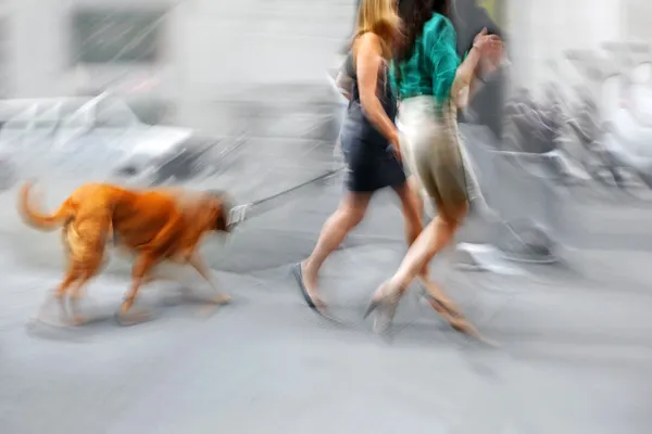 Caminhando o cão na rua — Fotografia de Stock