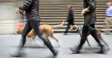 sokakta köpek yürüyüş