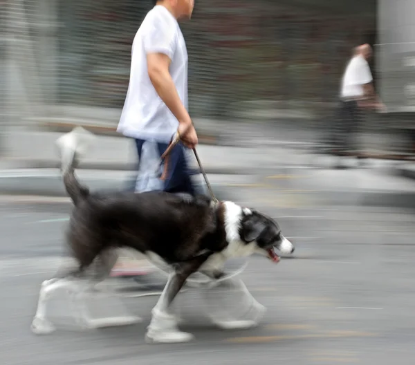Gå ut med hunden på gatan — Stockfoto
