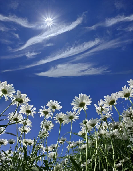 Margaritas sobre un fondo de azul cielo soleado — Foto de Stock