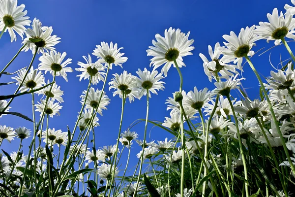 Camomiles closeup gökyüzü arka plan üzerinde — Stok fotoğraf