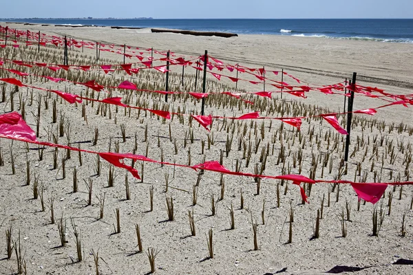 Strengthening marine sandy coastal zone — Stock Photo, Image