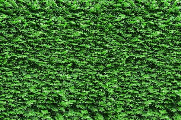 Haag groene thujas struiken afgekapt — Stockfoto