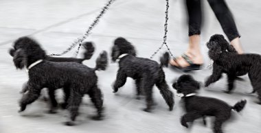 sokakta köpek yürüyüş