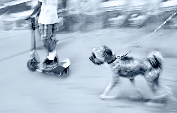 Walking the dog on the street — Stock Photo, Image