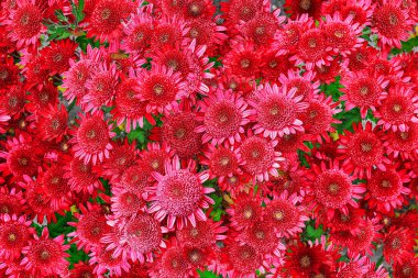 Çiçek tarhında parlak renkli kasımpatı çiçekleri