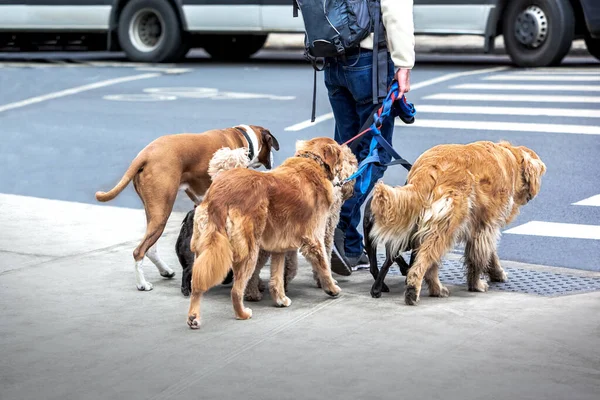 犬を通りを歩いていると — ストック写真