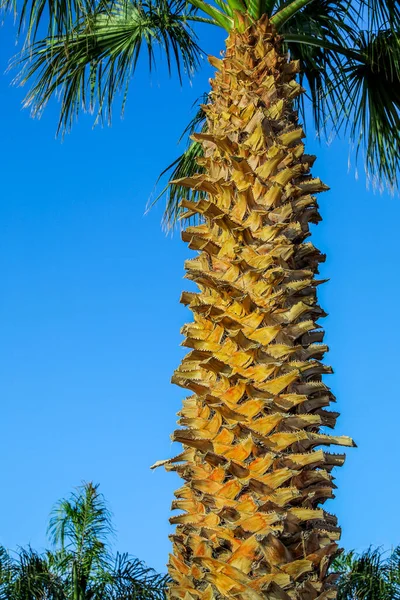 Parlak Gökyüzüne Karşı Yeşil Palmiye Ağaçları — Stok fotoğraf