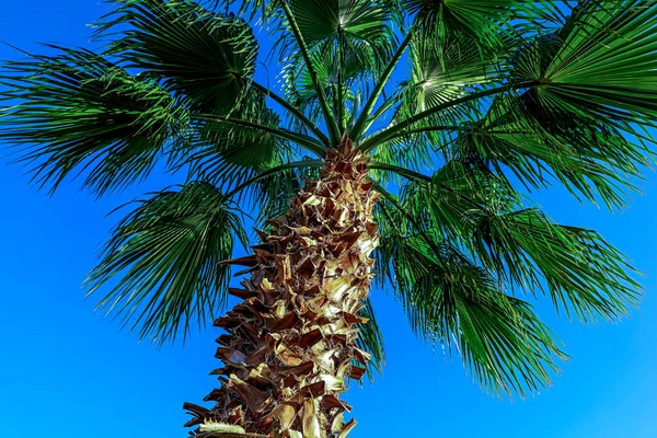 Зеленые Пальмы Против Яркого Неба — стоковое фото