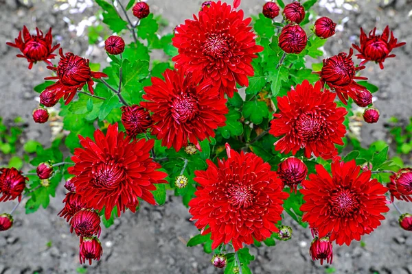 Bright Colorful Chrysanthemum Flowers Flowerbed — Stock Photo, Image