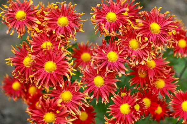Flores Crisântemo Coloridas Brilhantes Canteiro Flores — Fotografia de Stock