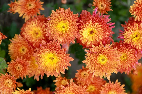Luminosi Fiori Crisantemo Colorati Nell Aiuola — Foto Stock