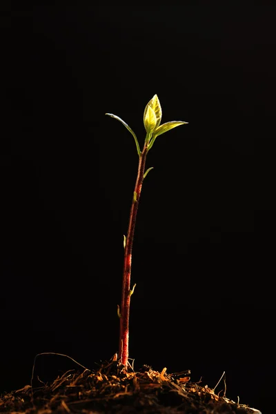 Fiatal növények a fa természetes fény a fekete háttér — Stock Fotó