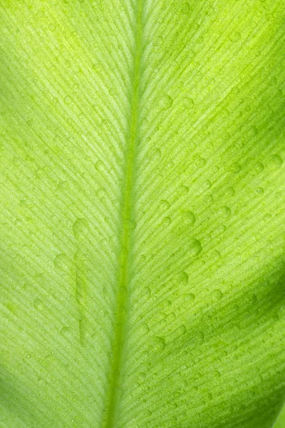 绿叶植物 — 图库照片