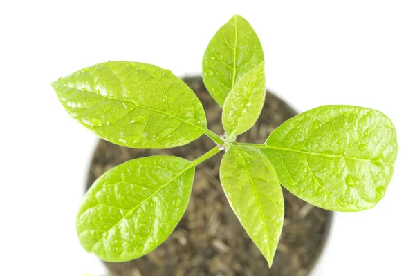 Árvore planta jovem no fundo branco — Fotografia de Stock