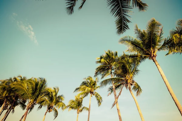 Palmeira Costa Pôr Sol Vintage Natureza Fundo Verão — Fotografia de Stock