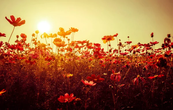 Ročník Fotografie Kosmu Květiny Divokými Květinami Rostlinami Při Západu Slunce — Stock fotografie