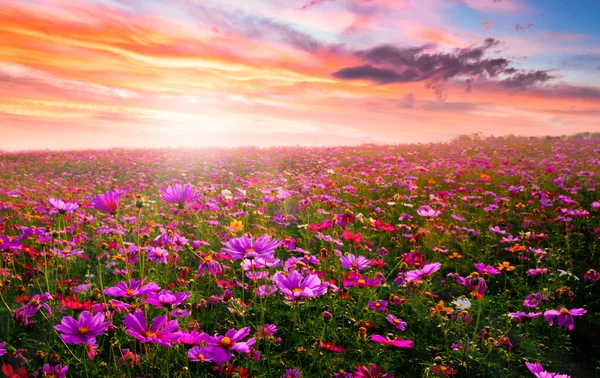 Erstaunlich Und Schön Von Kosmos Blumenfeld Landschaft Sonnenuntergang Natur Tapete — Stockfoto