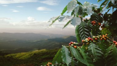 Coffee tree with fresh arabica coffee bean in coffee plantation on the mountain at northern of Chiang Rai, Thailand.