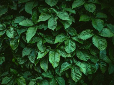 Tropical leaves with dark green texture. foliage pattern of nature background. 