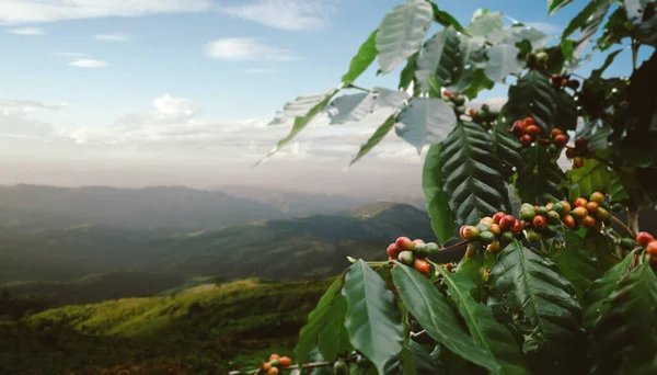 Coffee tree with fresh arabica coffee bean in coffee plantation on the mountain at northern of Chiang Rai, Thailand.