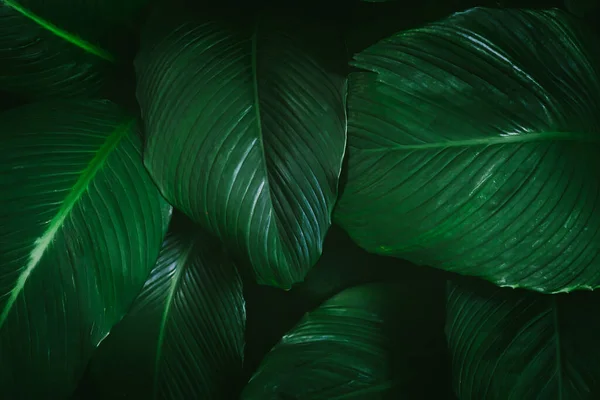 Large Foliage Tropical Leaves Dark Green Texture Nature Background — Φωτογραφία Αρχείου