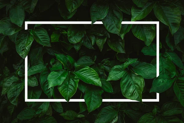 Creative Frame Layout Foliage Tropical Leaves Dark Green Texture Nature — Φωτογραφία Αρχείου