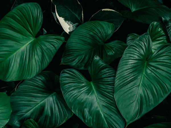 Large Foliage Tropical Leaves Dark Green Texture Nature Background —  Fotos de Stock