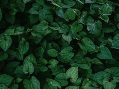 Tropical leaves with dark green texture. foliage pattern of nature background. 