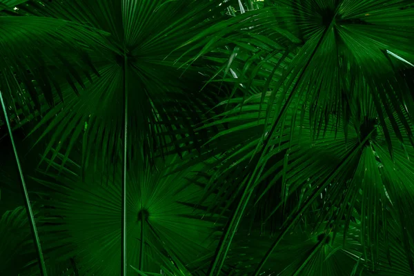 Tropical Leaves Dark Green Texture Foliage Pattern Nature Background — Zdjęcie stockowe