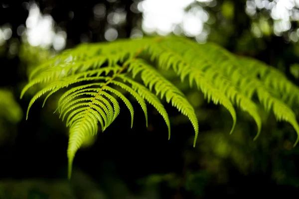Gümüş eğreltiotu