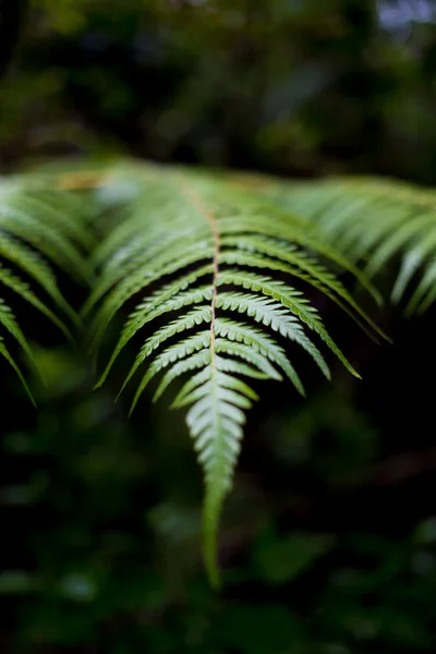 Gümüş eğreltiotu