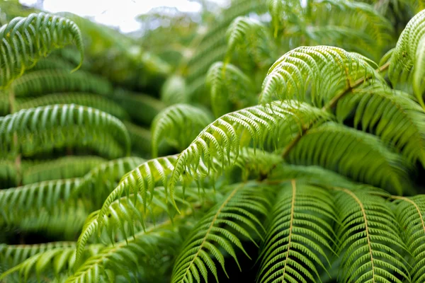 Gümüş eğreltiotu