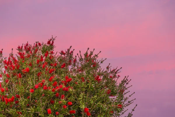 Gün batımında bottlebrushes