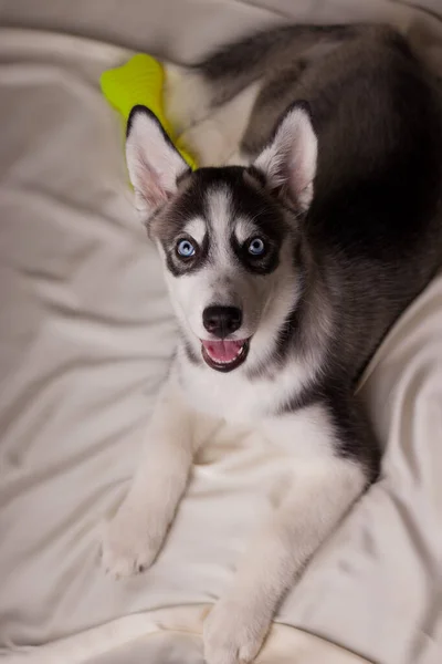 ハスキー犬子犬ともに青い目 — ストック写真