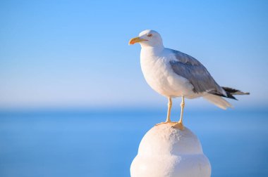 Akdeniz martısı denizin arka planında duruyor. Akdeniz balkonu, Benidorm, İspanya