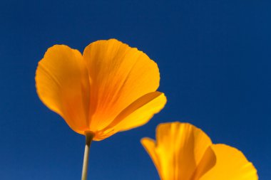 Meksika sarı haşhaş