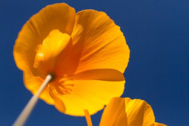 Meksika sarı haşhaş