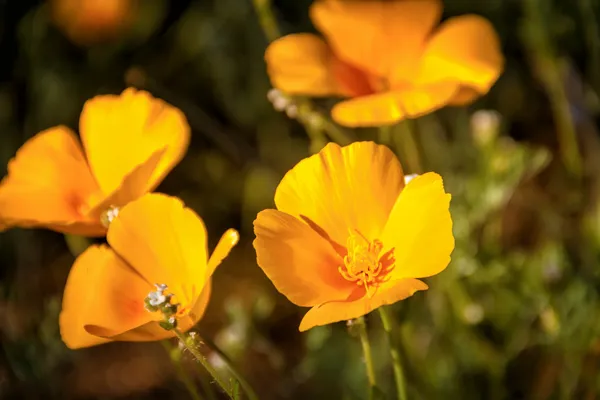 Mexican Yellow Poppies — Stock Photo, Image