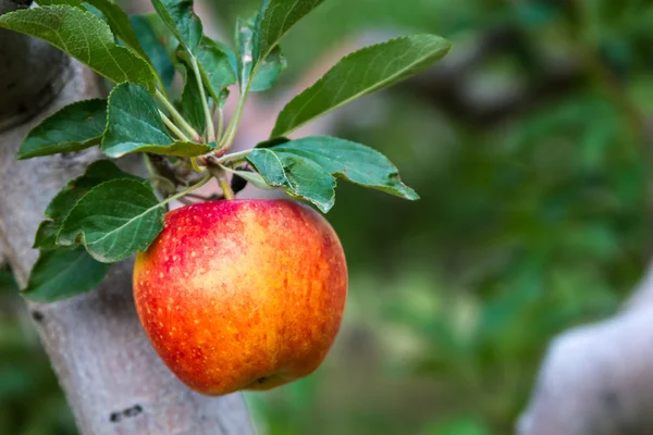 Appelen — Stockfoto