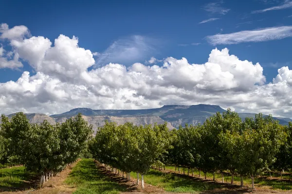 Grand Valley — Stock Photo, Image