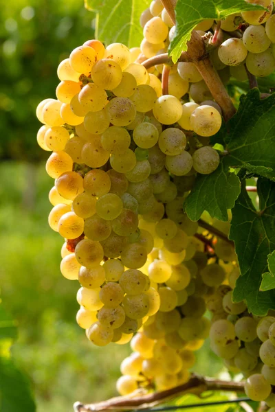 Witte wijn druiven — Stockfoto