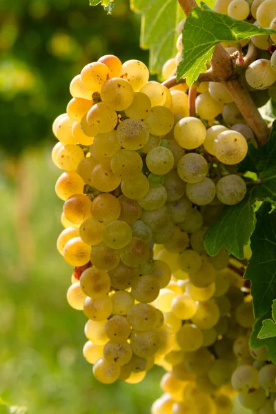 Uvas de vinho branco — Fotografia de Stock