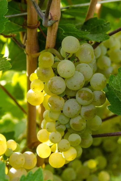 Uvas de vino blanco —  Fotos de Stock