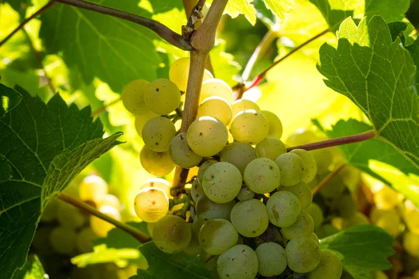 White Wine Grapes — Stock Photo, Image