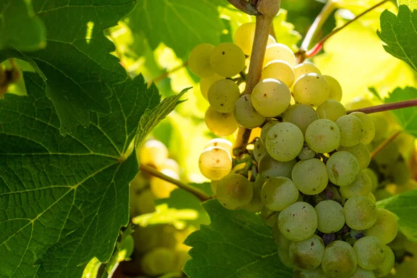 Uvas de vinho branco — Fotografia de Stock