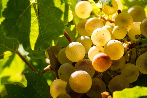 Uvas de vinho branco — Fotografia de Stock