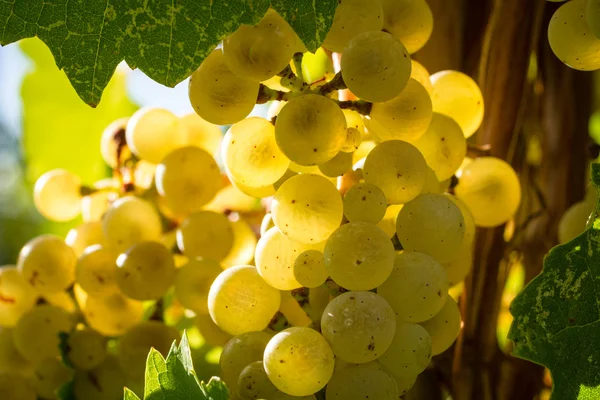 Vita druvor för vinframställning — Stockfoto