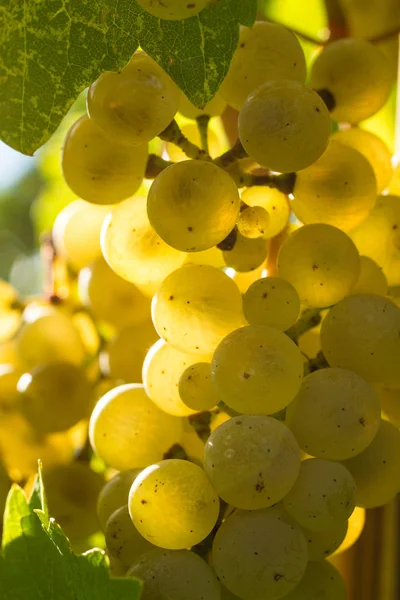 Uvas de vino blanco —  Fotos de Stock